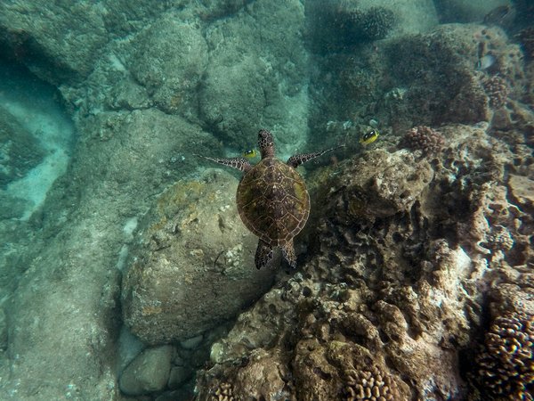Quels sont les meilleurs spots pour faire de la plongée avec les tortues marines à Bali?